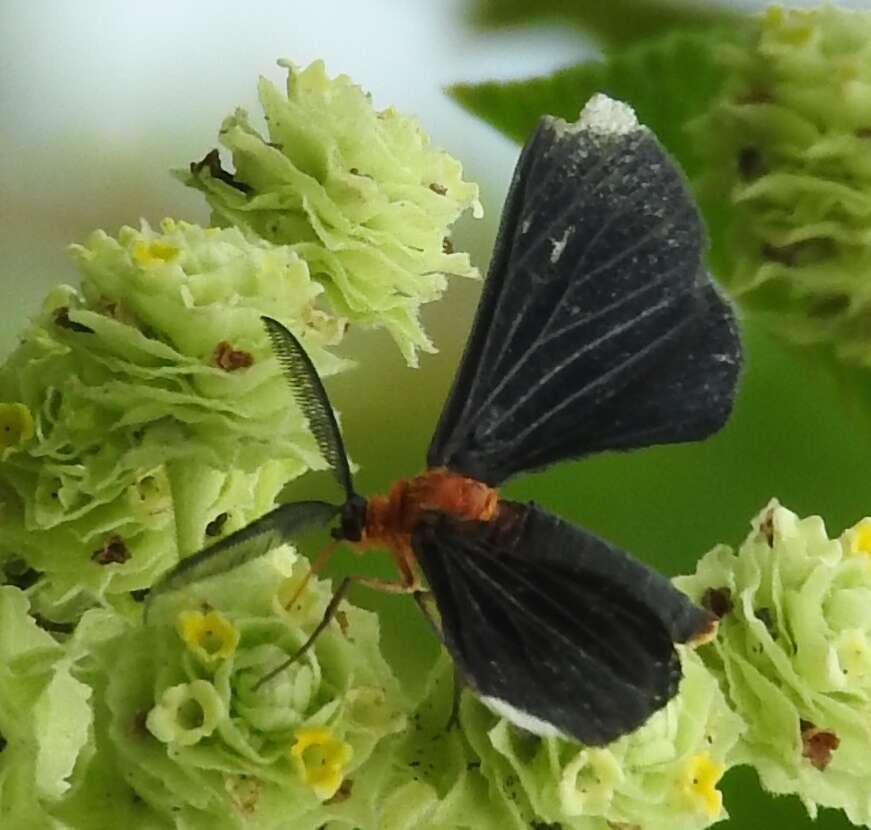 Image of White-tipped Black