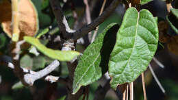 Image of Quercus miquihuanensis Nixon & C. H. Müll.