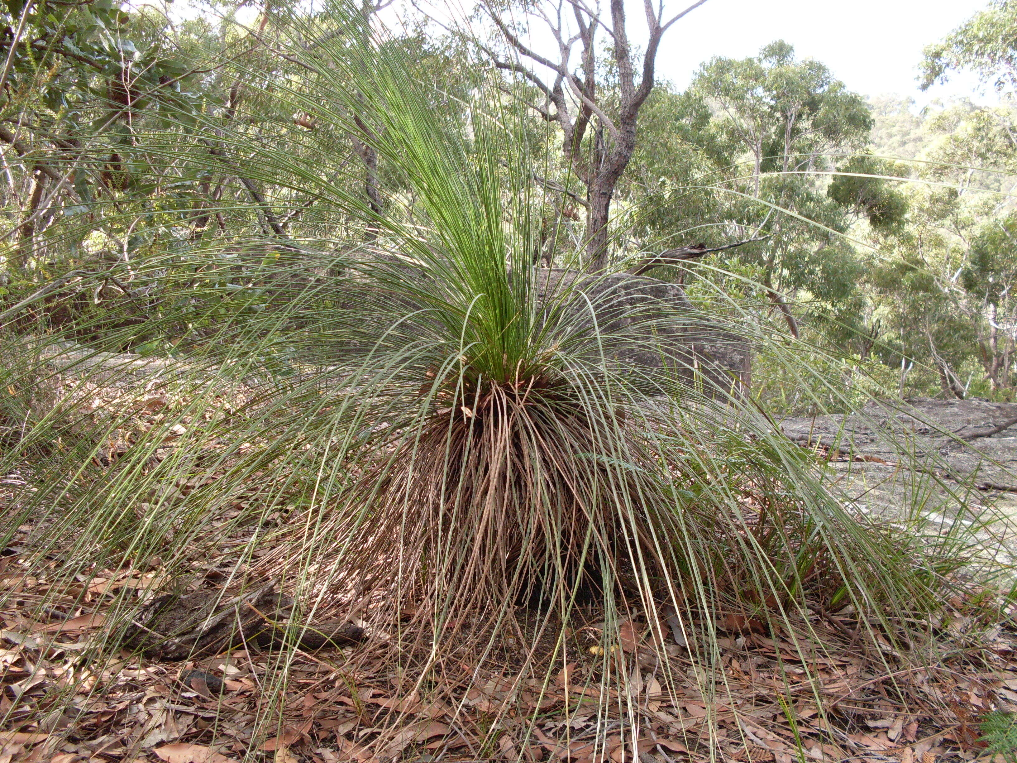 Image of Xanthorrhoea resinosa Pers.