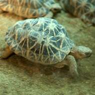 Image of Typical Tortoises