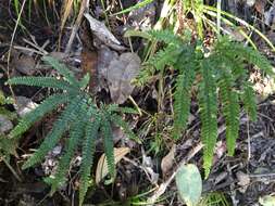 Image de Adiantum hispidulum Sw.