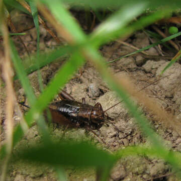 Image of Striped Ground Cricket