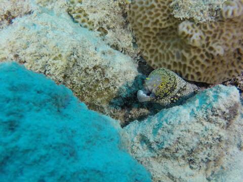 Image of Snowflake moray