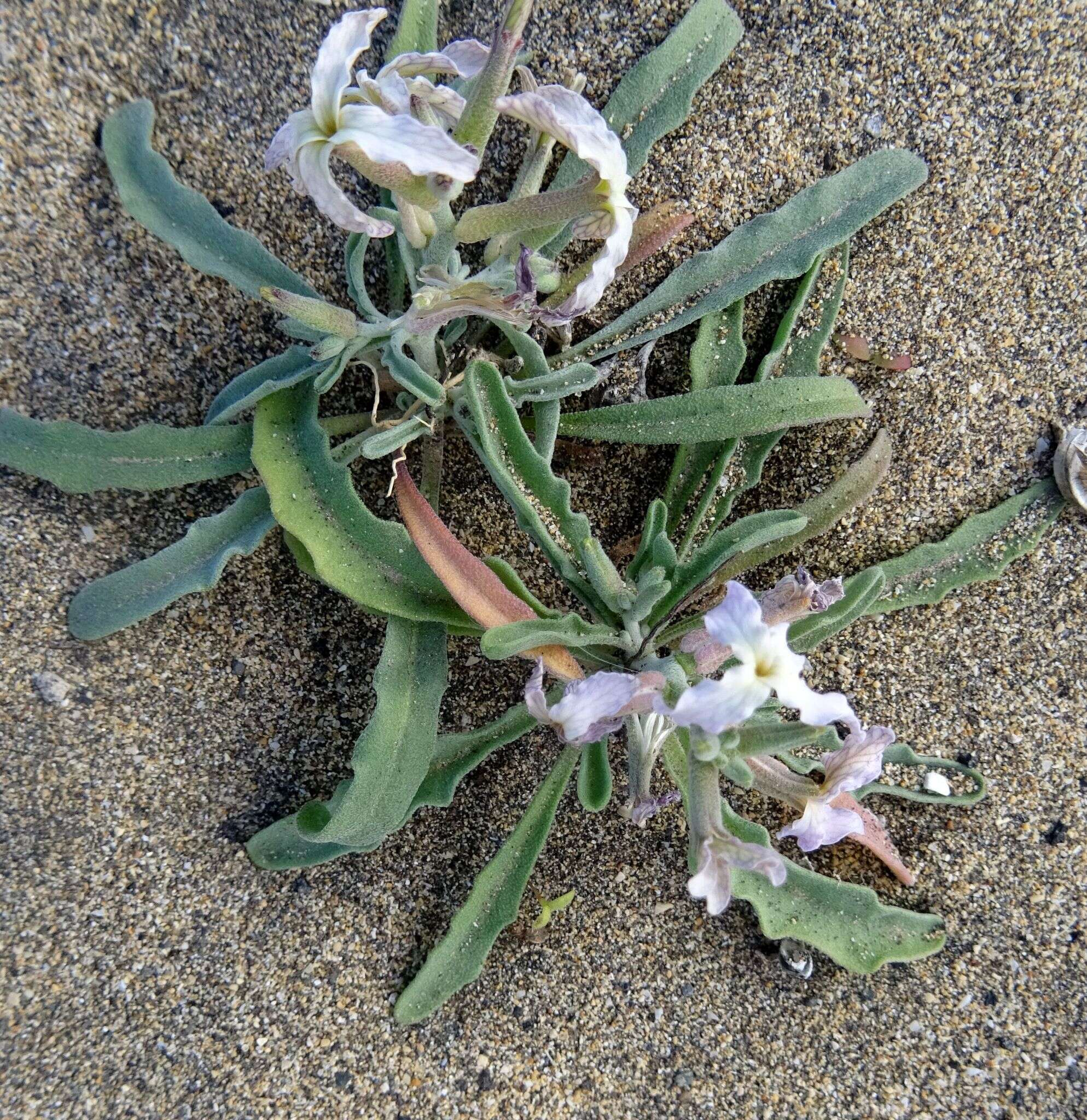 Image of Matthiola bolleana subsp. morocera