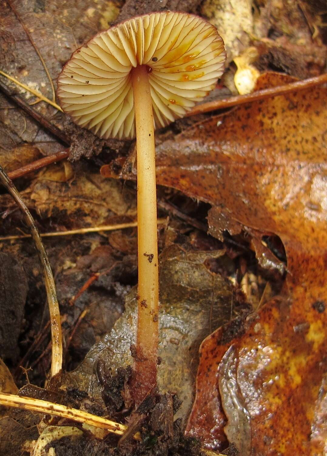 Plancia ëd Mycena atkinsoniana A. H. Sm. 1947