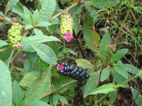 Image of tropical pokeweed