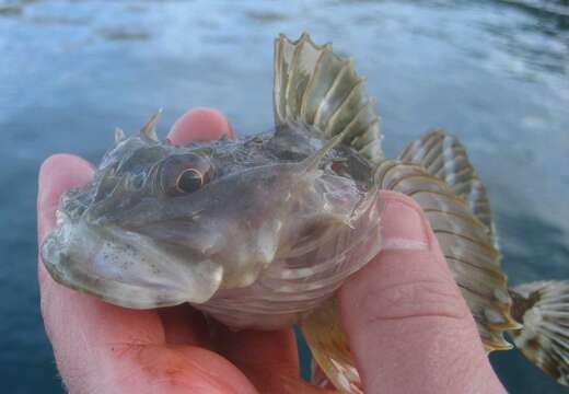 Image of Longhorn sculpin