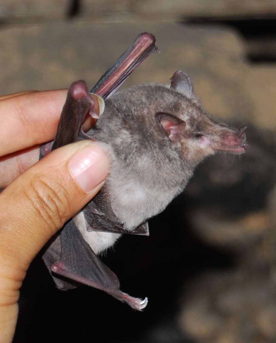 Image of Long-snouted Bat