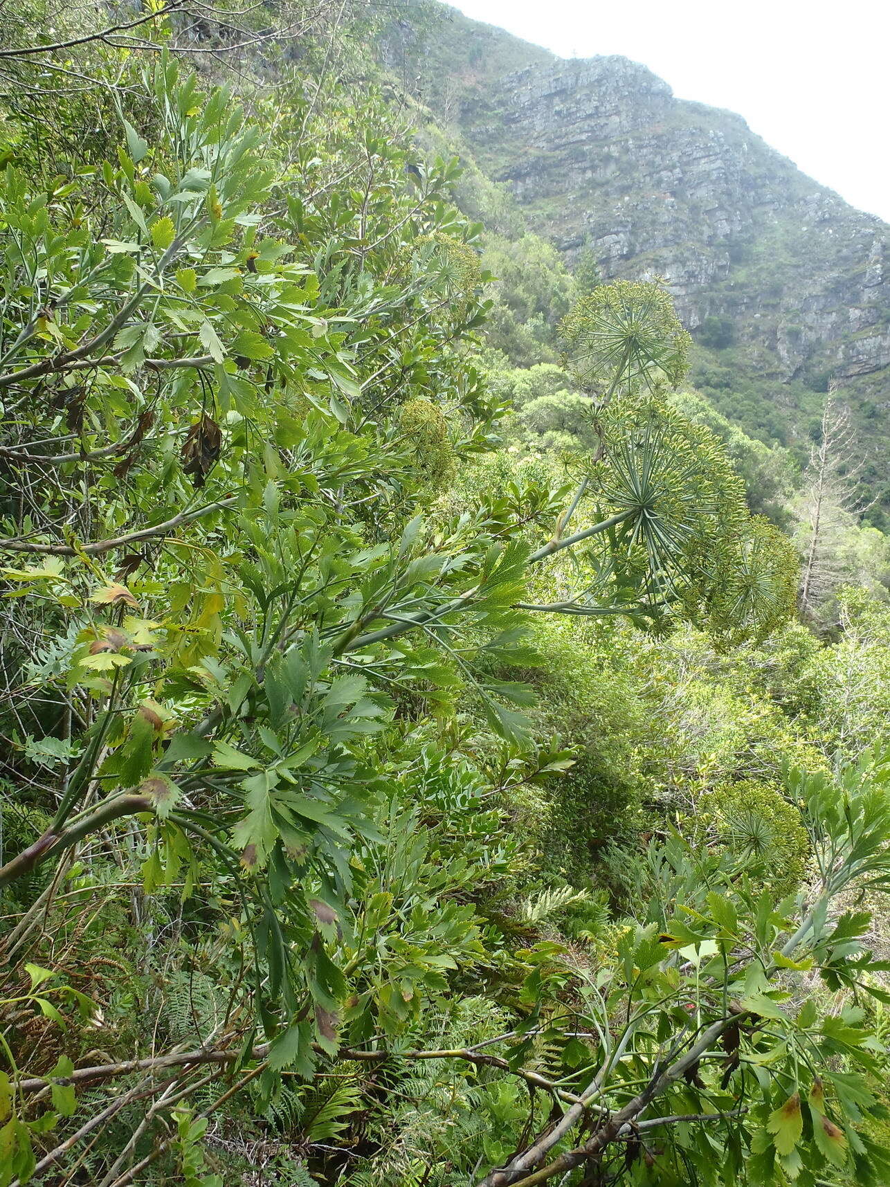 Notobubon galbanum (L.) Magee resmi