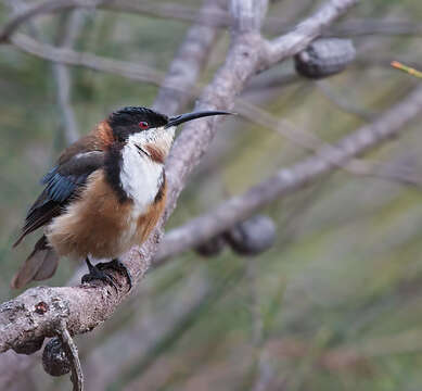 Image of Spinebill