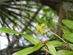 Image of big-mouth star orchid