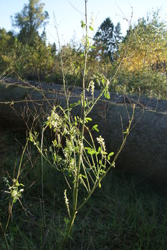 Image of White Sweet Clover