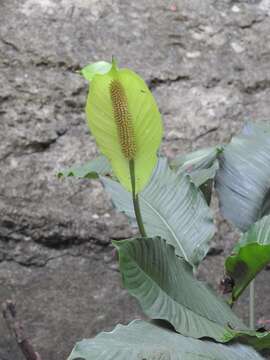 Image of Spathiphyllum cochlearispathum (Liebm.) Engl.