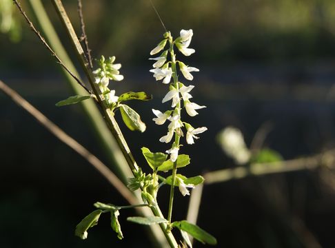 Image of White Sweet Clover