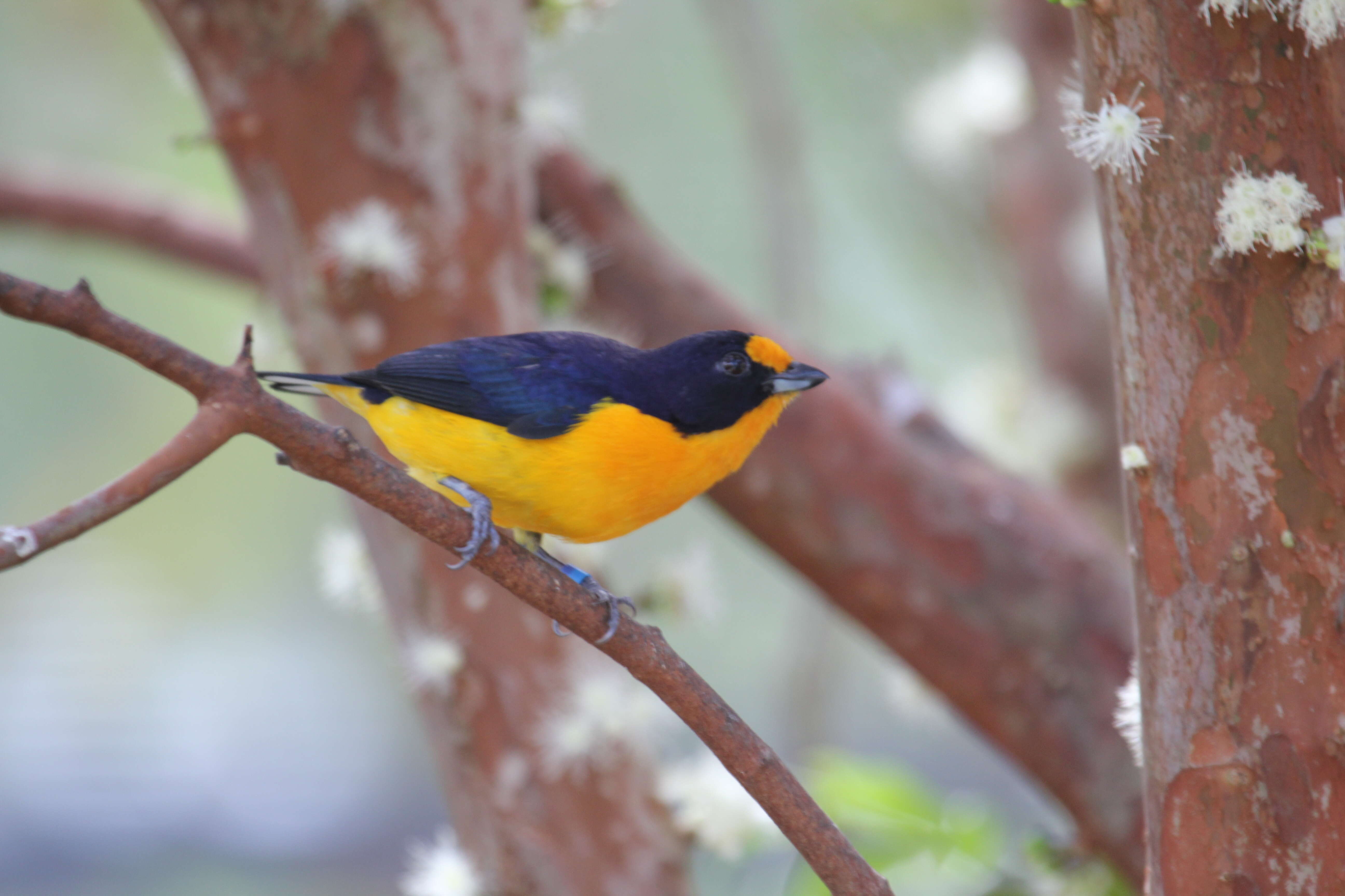 Euphonia violacea (Linnaeus 1758)的圖片