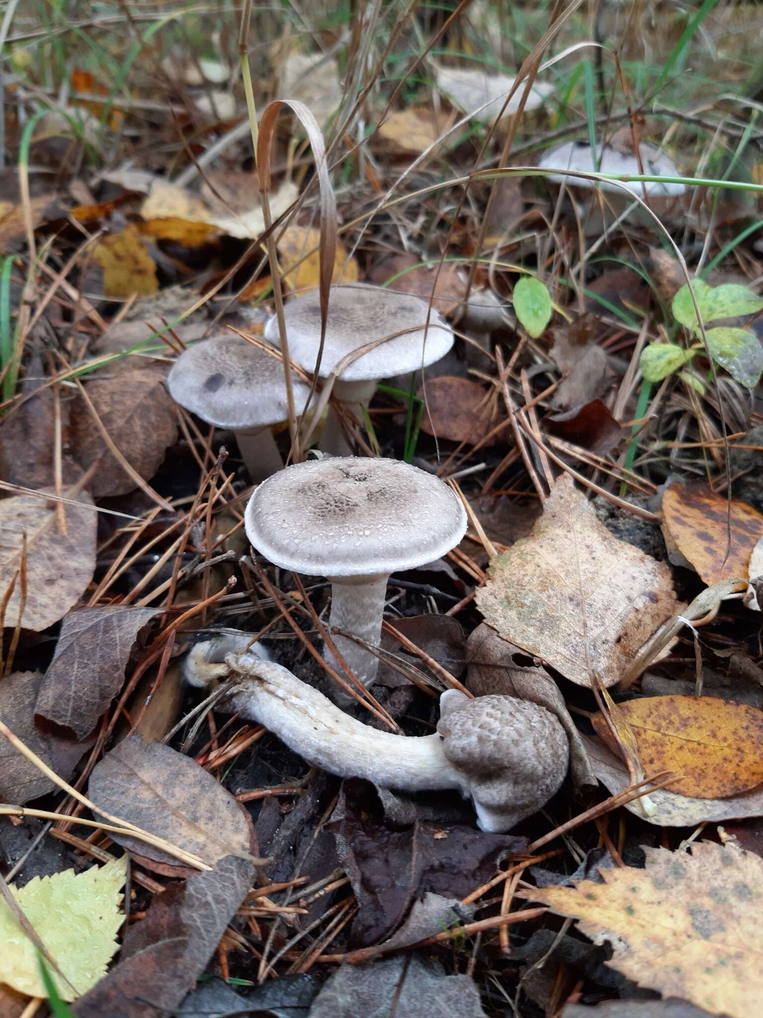 Image of Tricholoma cingulatum (Almfelt ex Fr.) Jacobasch 1892