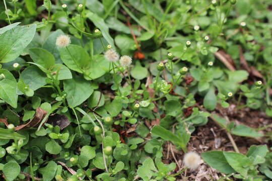 Image de Erigeron cuneifolius DC.