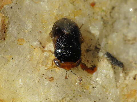 Image of Geocoris (Piocoris) erythrocephala (Lepelitier & Serville 1825)