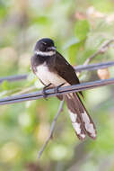 Image of Malaysian Pied Fantail