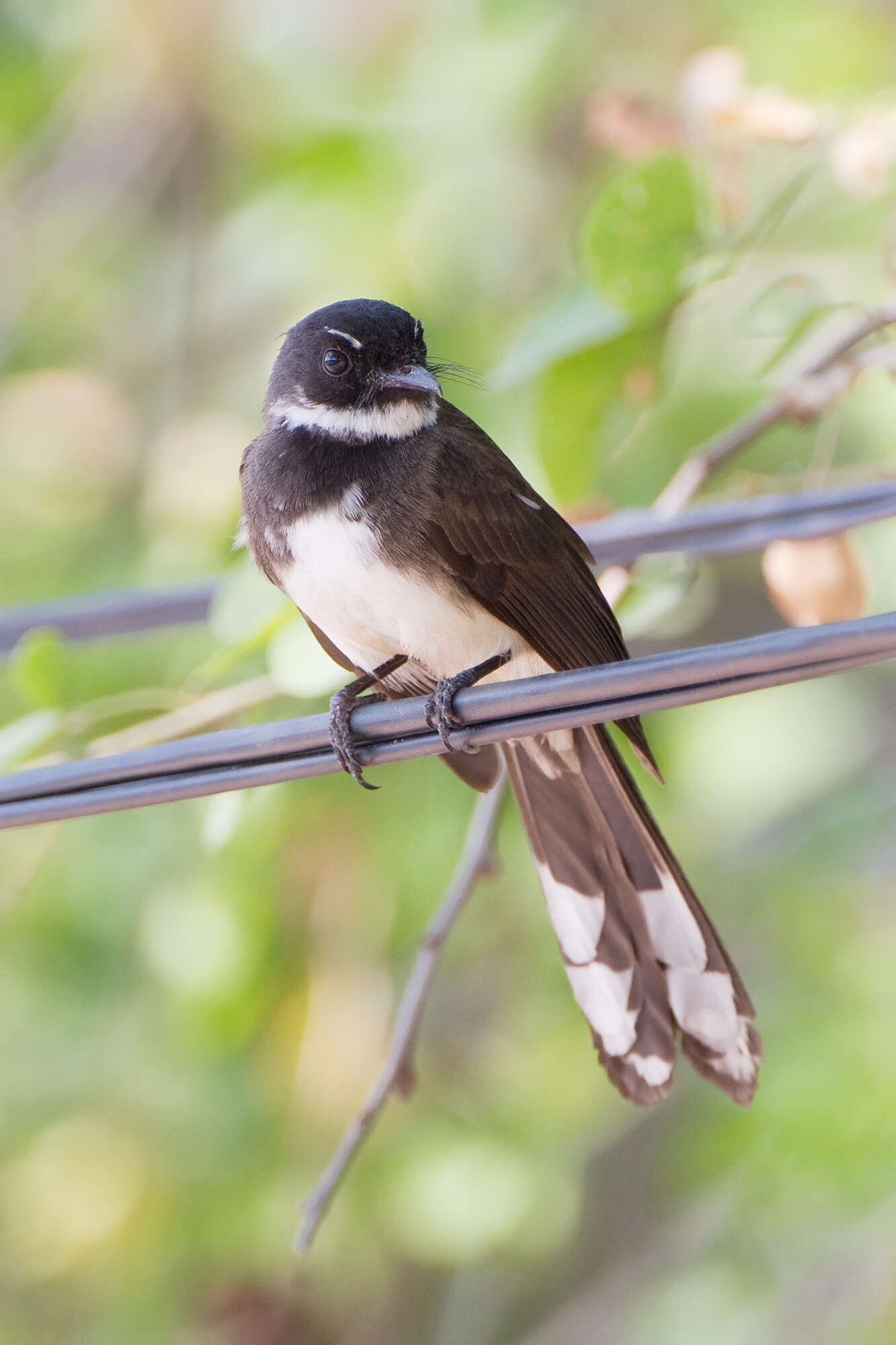 Image of Malaysian Pied Fantail