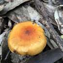 Image of Cortinarius sinapicolor Cleland 1933