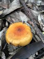 Image of Cortinarius sinapicolor Cleland 1933