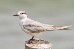 Image of Whiskered Tern