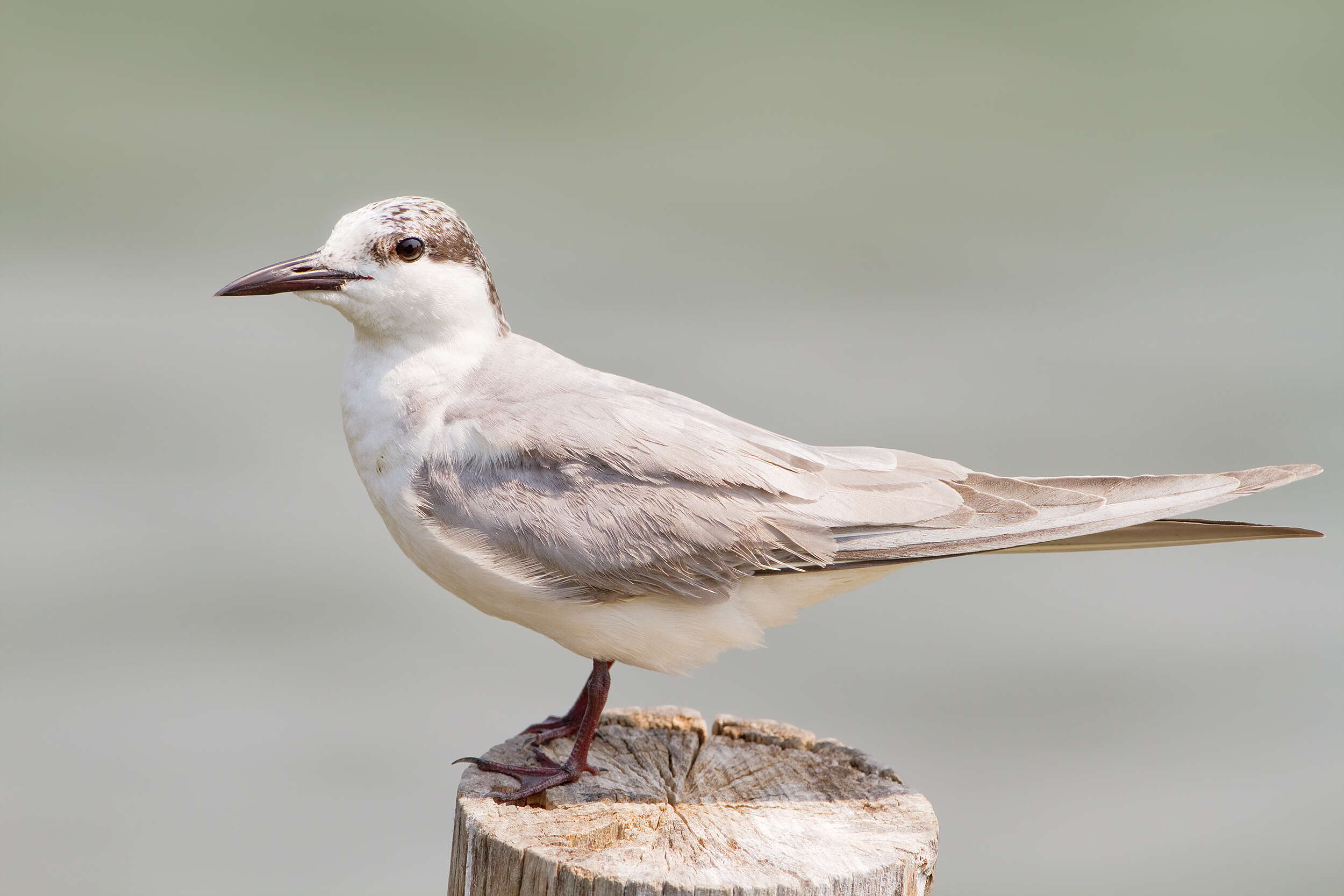 Image of Whiskered Tern