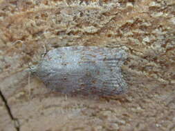 صورة Acleris sparsana Denis & Schiffermüller 1776