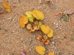 Image of Dioscorea fastigiata Gay