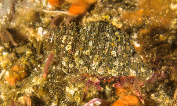 Image of pink hermit crab