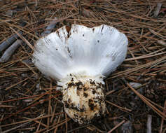 Image of Cortinarius magnivelatus Dearn. ex Fogel 1995