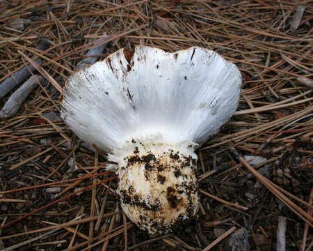 Слика од Cortinarius magnivelatus Dearn. ex Fogel 1995