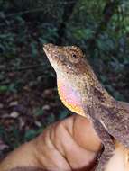 Слика од Anolis scypheus Cope 1864