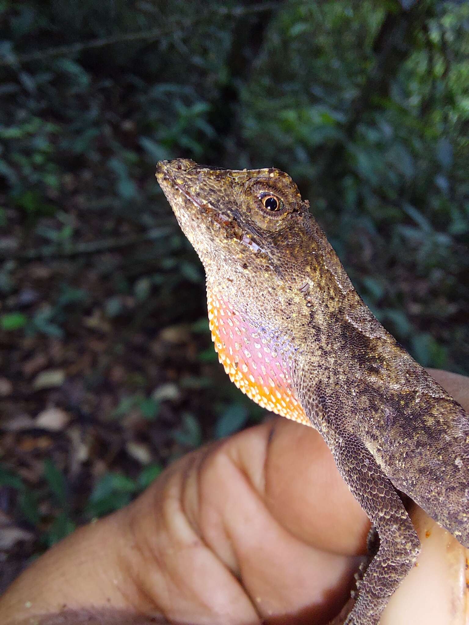 Слика од Anolis scypheus Cope 1864