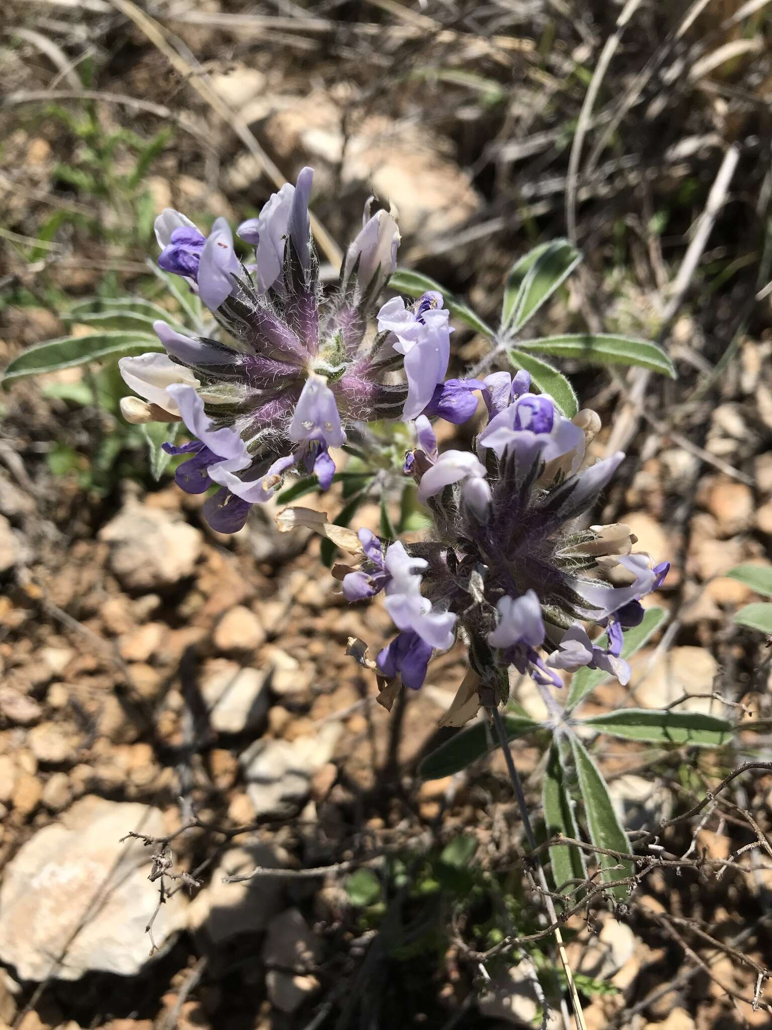 Imagem de Psoralea latestipulata Shinners