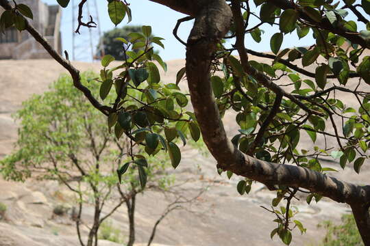 Image of brown-woolly fig