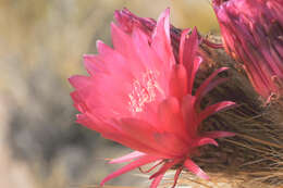 Imagem de Echinopsis tarijensis (Vaupel) H. Friedrich & G. D. Rowley