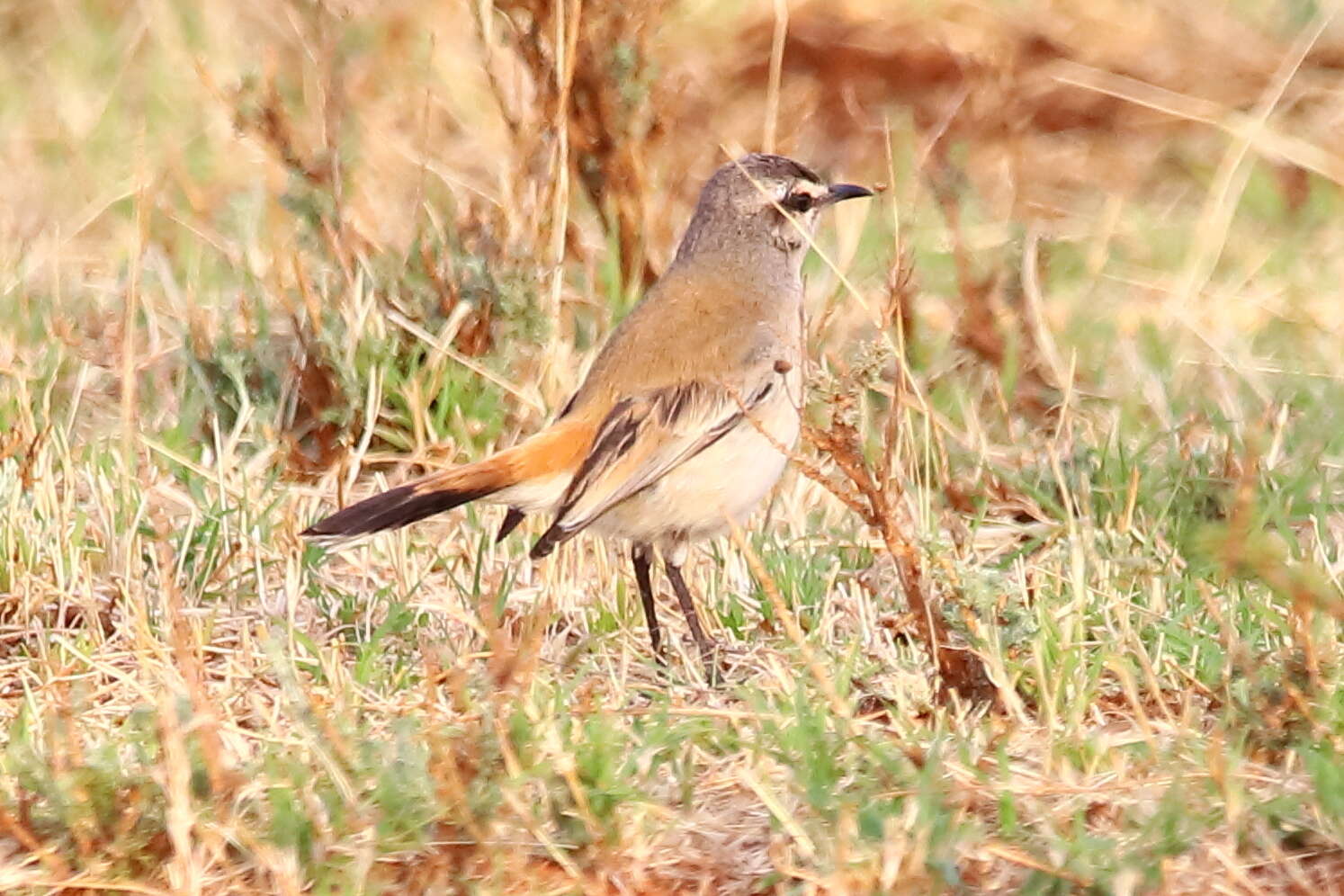 Image of Kalahari Scrub Robin