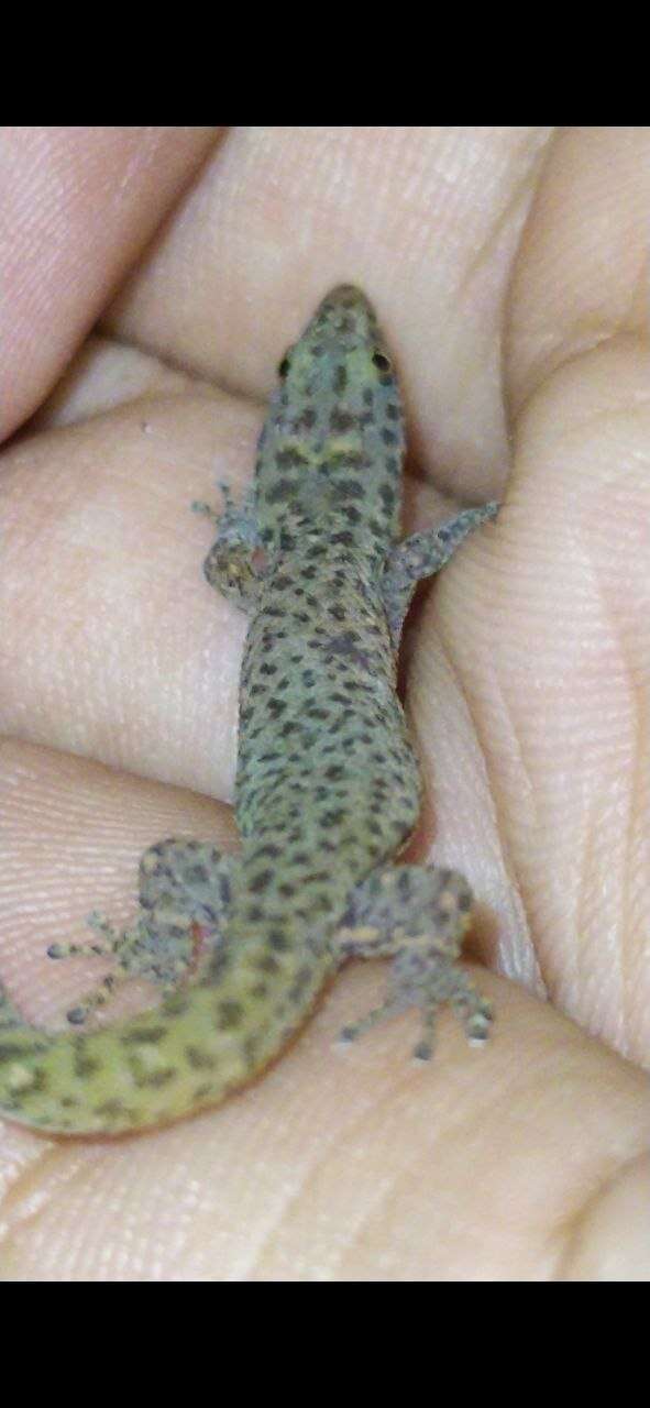 Sphaerodactylus difficilis Barbour 1914的圖片