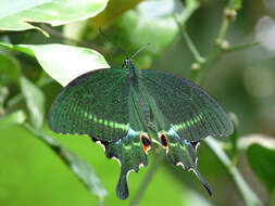 Image of Papilio paris Linnaeus 1758