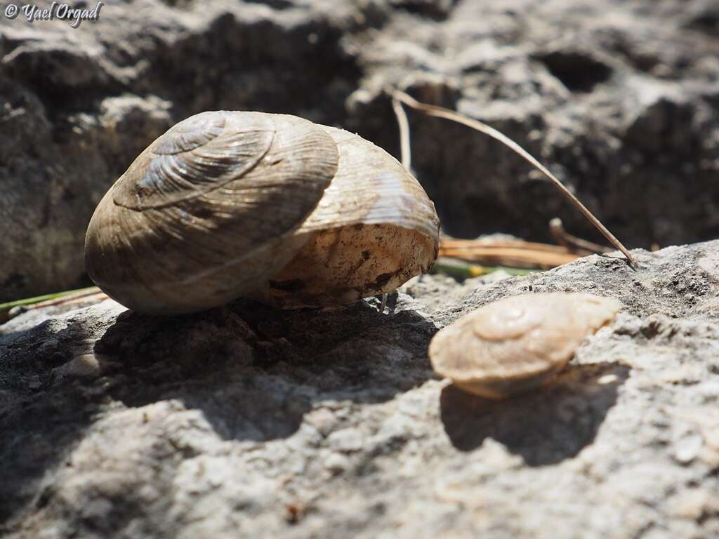 Imagem de Levantina (Levantina) spiriplana caesareana (Mousson 1854)