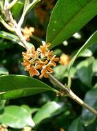 Imagem de Osmanthus fragrans Lour.