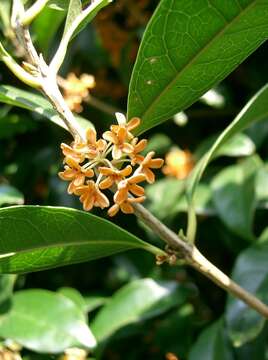 Image of Fragrant Olive