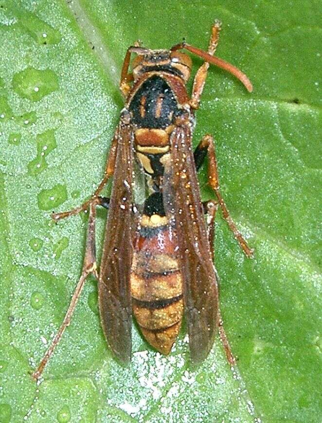 Image of Polistes japonicus de Saussure 1858