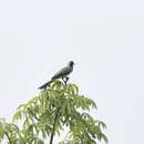 Image of Western Grey Plantain-eater