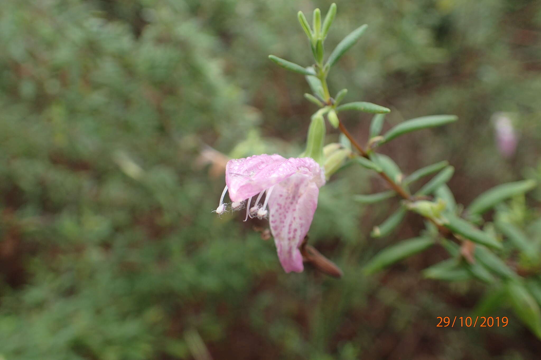 Image of Etonia rosemary