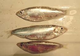 Image of Black and Caspian Sea sprat