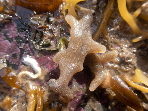 Image of Alcyonidium hirsutum (Fleming 1828)