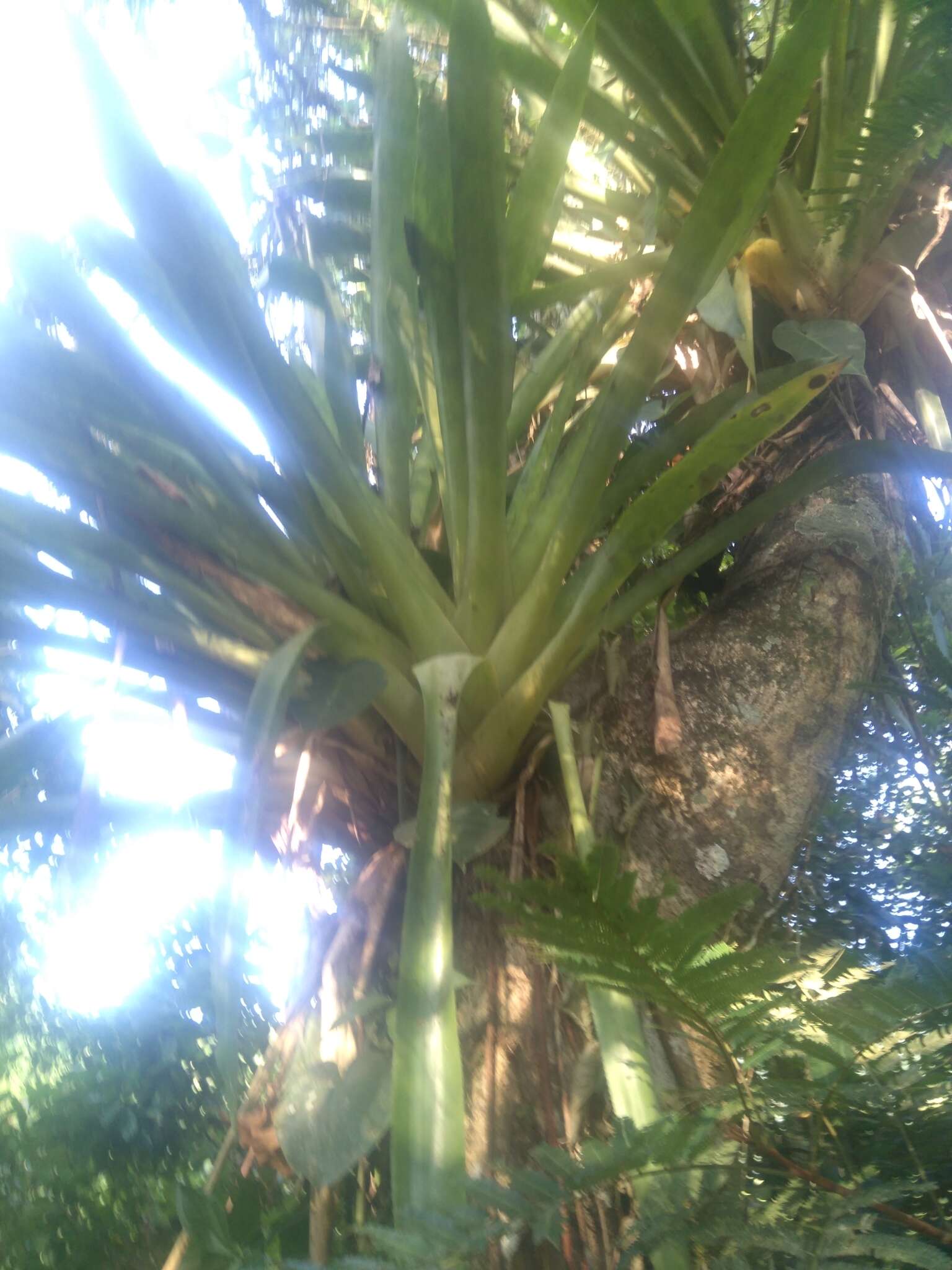 Image of Tillandsia deppeana Steud.